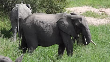 large male elephant with tusks in wild eating grass using the trunk to help kruga national park