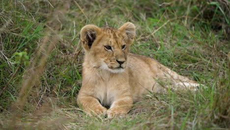 handsome lion cub lying down resting on grass, flicks ears, close-up