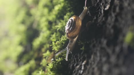 slow snail sliding down a mossy green garden wall backlit