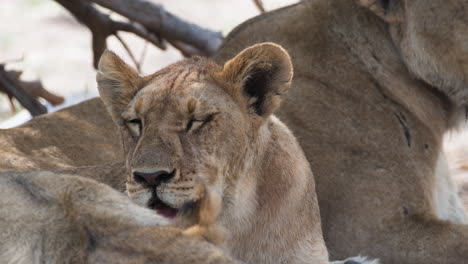 young lion lying down next to its mother