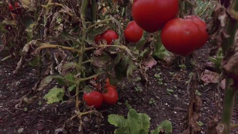 tomatoes ripening on the vine at the local community garden in a residential nieghborhood, slow motion