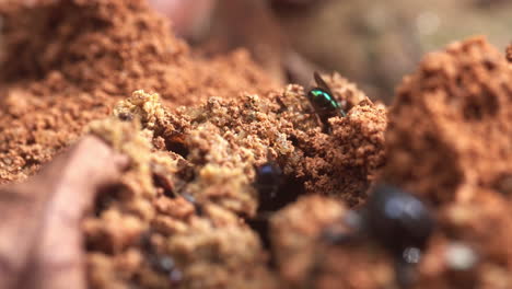 Several-flies-and-insects-on-dung