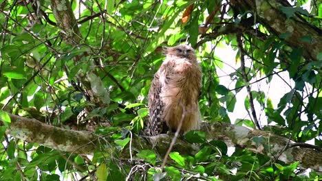 魚烏 (buffy fish owl) 是一個大型烏,但卻是四種烏中最小的