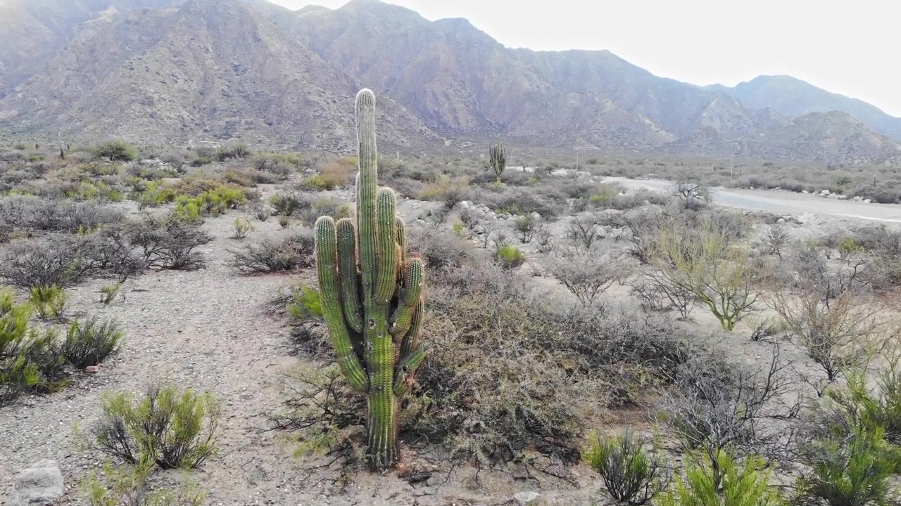 Drone che vola basso sul paesaggio arido della prepuna a Tucumán, Argentina. Cactus nativi, arbusti secchi e aspre catene montuose dominano la scena