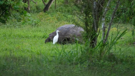 Tortuga-Gigante-De-Santa-Cruz-Alimentándose-En-La-Hierba-En-Galápagos,-Ecuador---Portátil