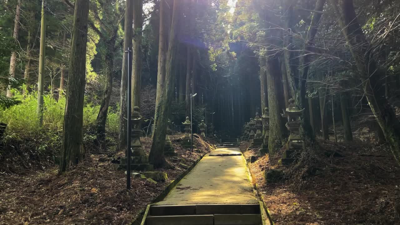 Mysterious Japanese Kamishikimi Temple Entry Path Hidden Forest Light Leaks
