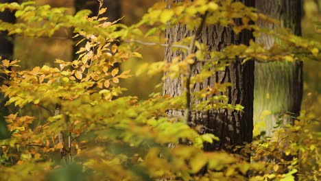 Delicadas-Ramas-Del-árbol-De-Haya-Con-Coloridas-Hojas-De-Otoño-Con-El-Primer-Plano-Borroso