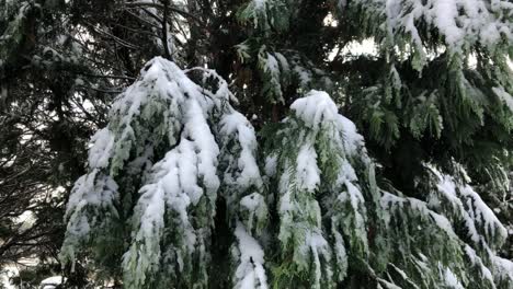 Pine-tree-with-snow-blowing-in-the-wind