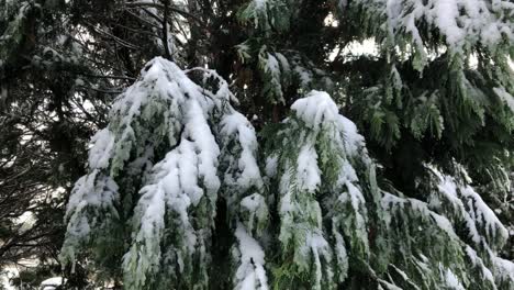 pine tree with snow blowing in the wind