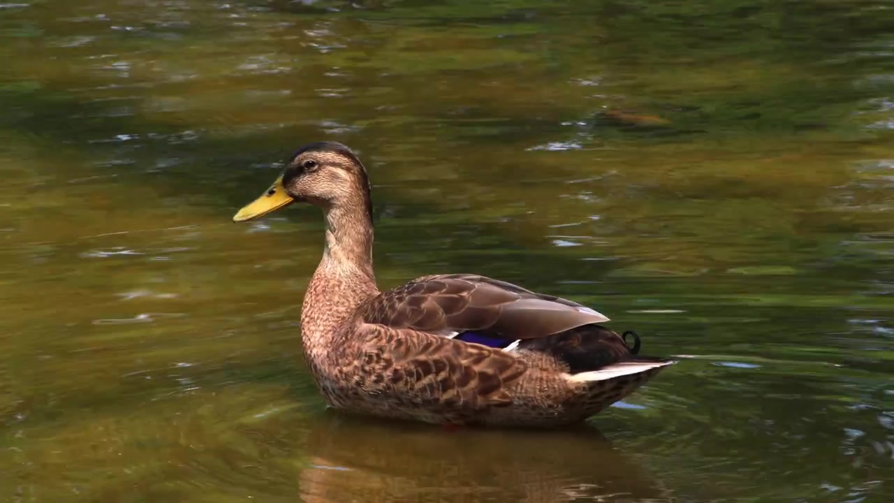 Eine Wildente schwimmt friedlich auf der Oberfläche von ruhigem Wasser in ihrem natürlichen Lebensraum im Freien an einem hellen und sonnigen Tag