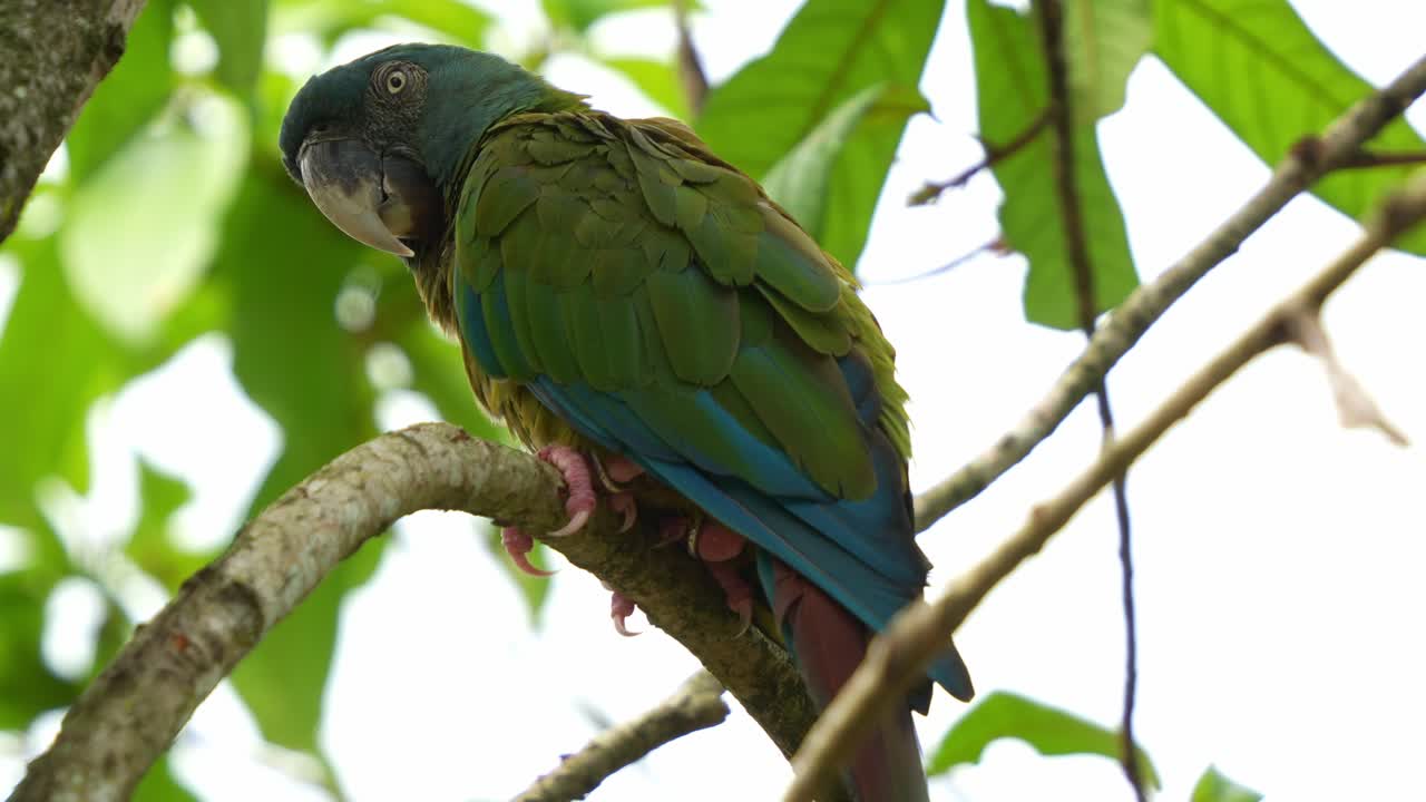 foto de cerca de un guacamayo de cabeza azul, primolius couloni posado y descansando en la rama, durmiendo en el árbol durante el día, con los ojos cerrados lentamente, una especie vulnerable de pájaro loro
