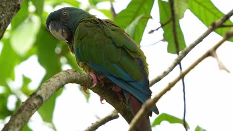 close up shot of a blue-headed macaw, primolius couloni perched and resting on the branch, dozing off on the tree during the day, with its eyes slowly closing, a vulnerable parrot bird species