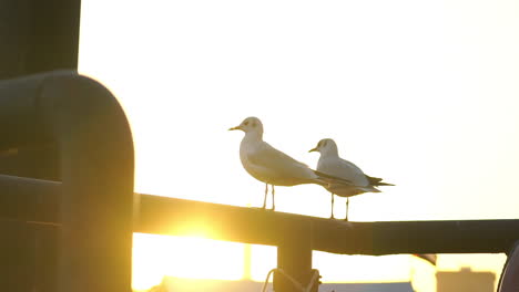 Beautiful-Seagulls-Standing-On-The-Metal-Railings-With-Sun-Flare-From-The-Golden-Sunset-In-Dubai,-UAE