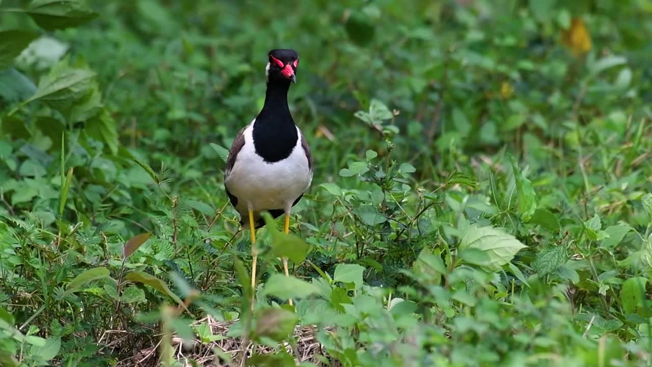 red-wattled lapwing은 태국에서 가장 흔한 새 중 하나입니다.