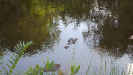 Cocodrilo-Esperando-Todavía-En-La-Orilla-De-La-Laguna-Para-Cazar-A-Su-Presa-Mientras-Los-Pájaros-Vuelan-Por-Encima