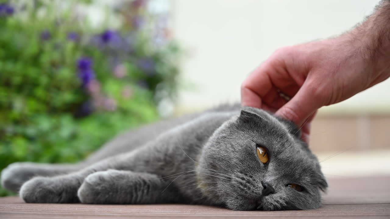 Kucing abu-abu yang santai menikmati elusan lembut dari tangan manusia sambil berbaring di atas dek kayu di taman yang damai