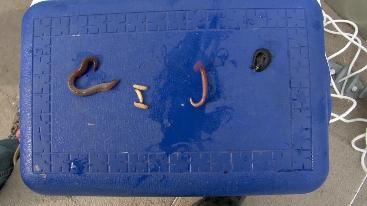 cebos de pesca frescos encima de una cubierta azul de caja