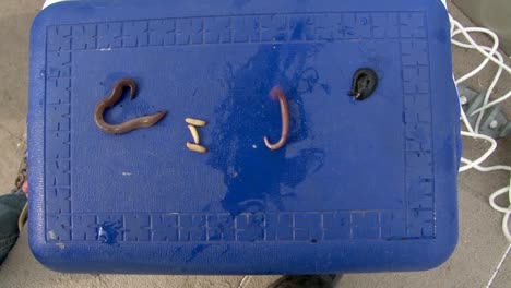 Fresh-Fishing-Baits-On-Top-Of-A-Box-Blue-Cover