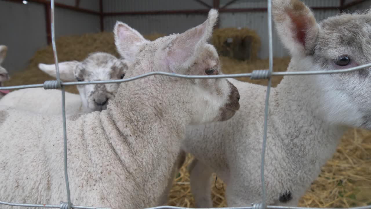 Lambs Inside A Pen In A Farm - close up