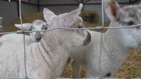 Lämmer-In-Einem-Pferch-Auf-Einem-Bauernhof---Nahaufnahme