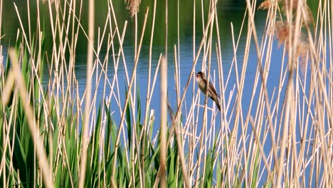 acrocephalus scirpaceus bird sing on bulrush 4k