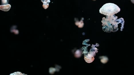 acuario de valencia 27