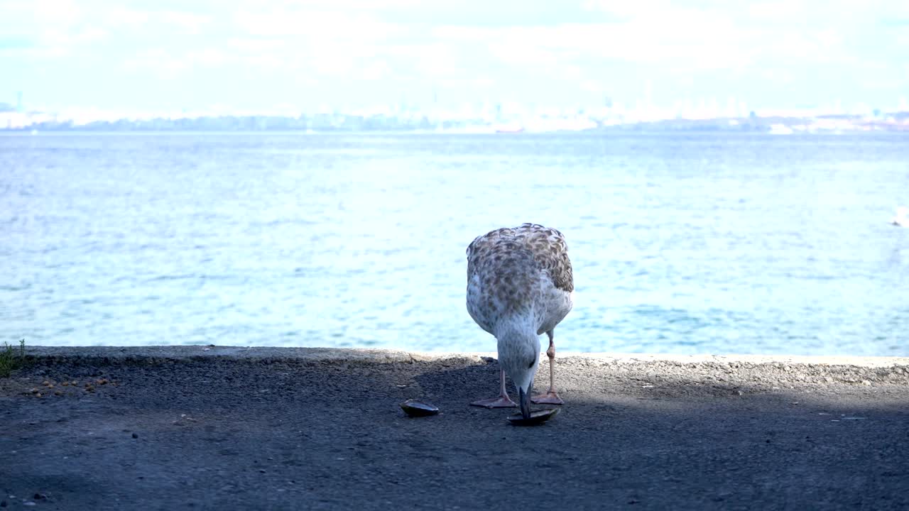 la gaviota come mejillón.