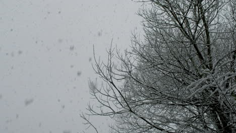 Starker-Schneefall-In-Der-Nähe-Von-Bäumen-In-Einem-Garten-In-West-Yorkshire