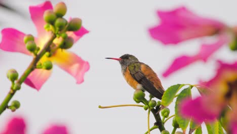 hummingbird perched on a branch with colorful flowers in the background