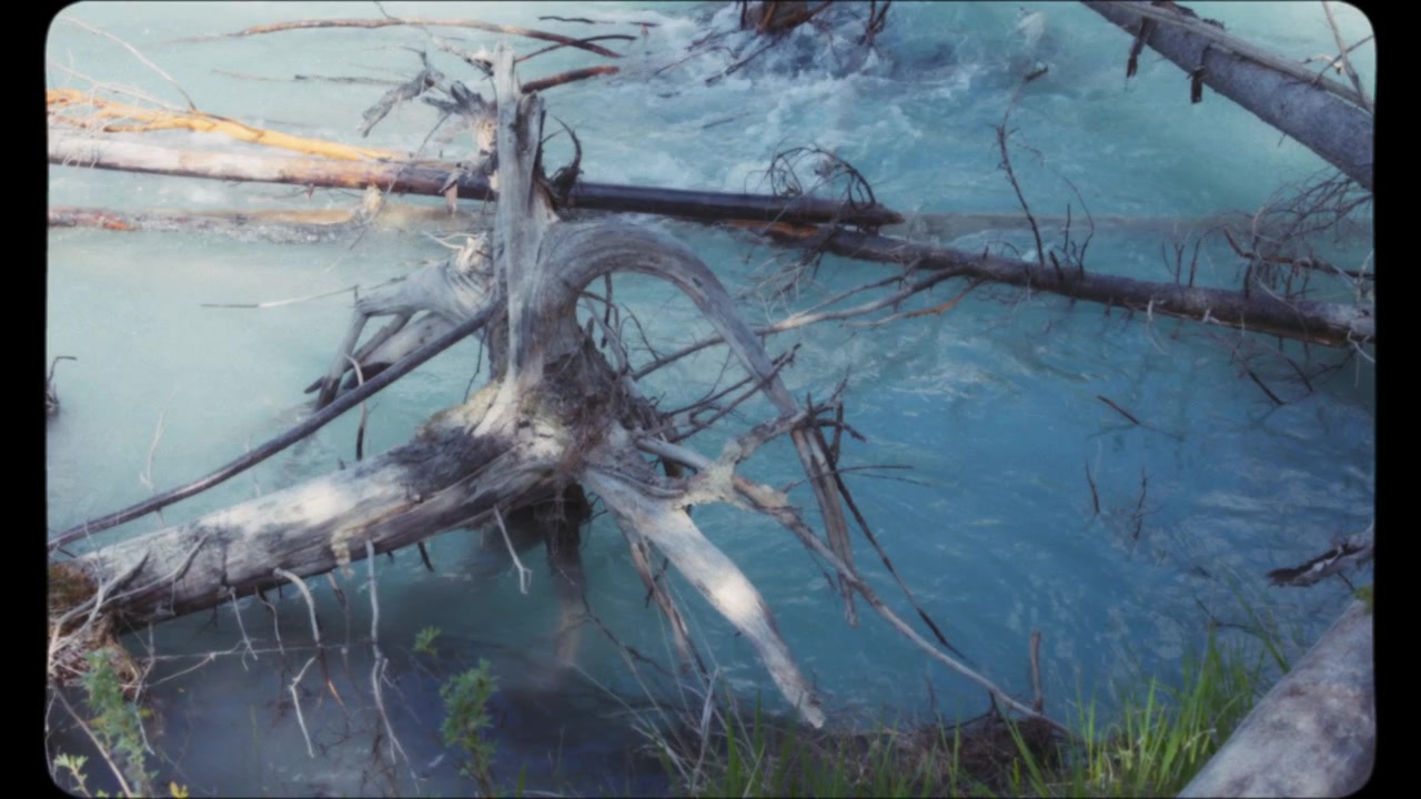 Fallen trees in the mountain river