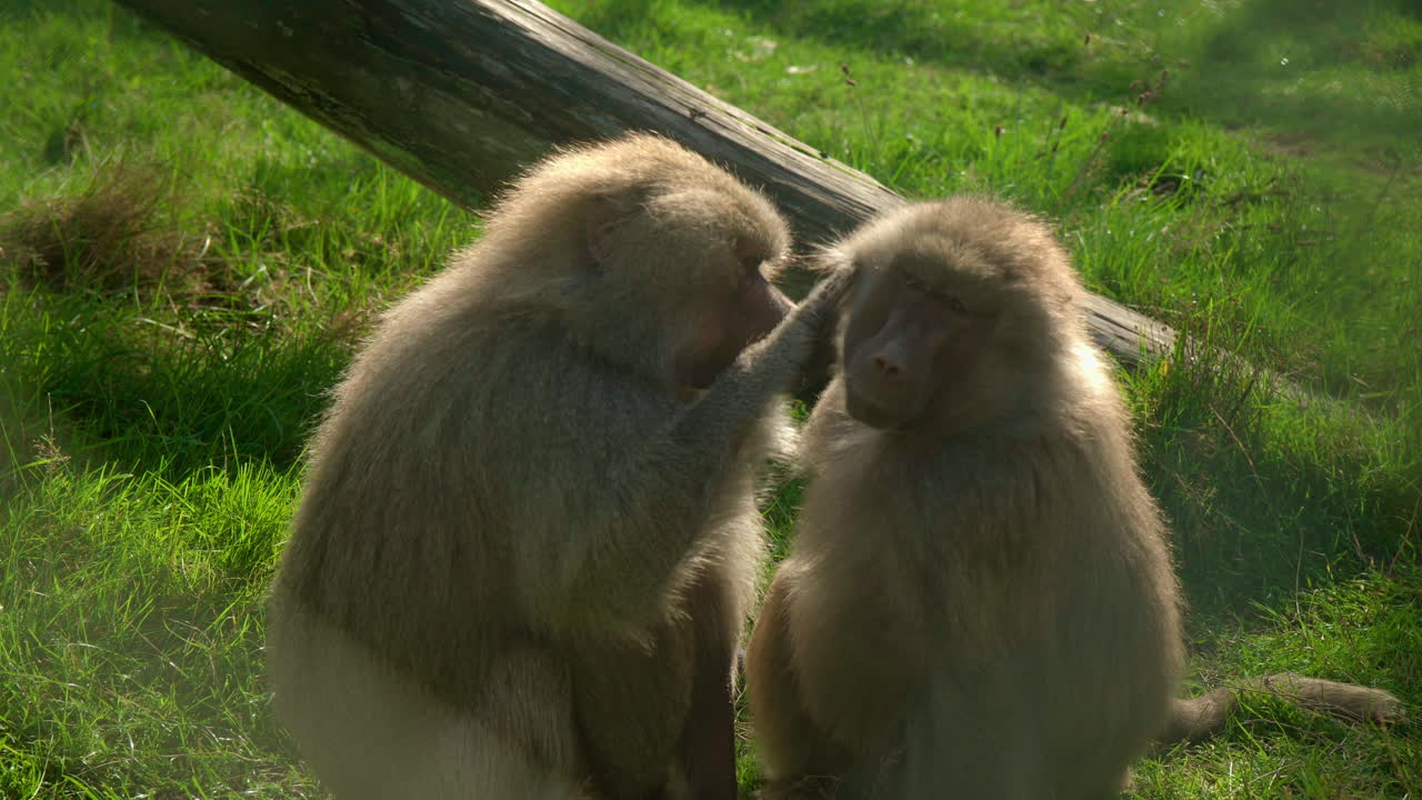 un babuino piojo el otro k