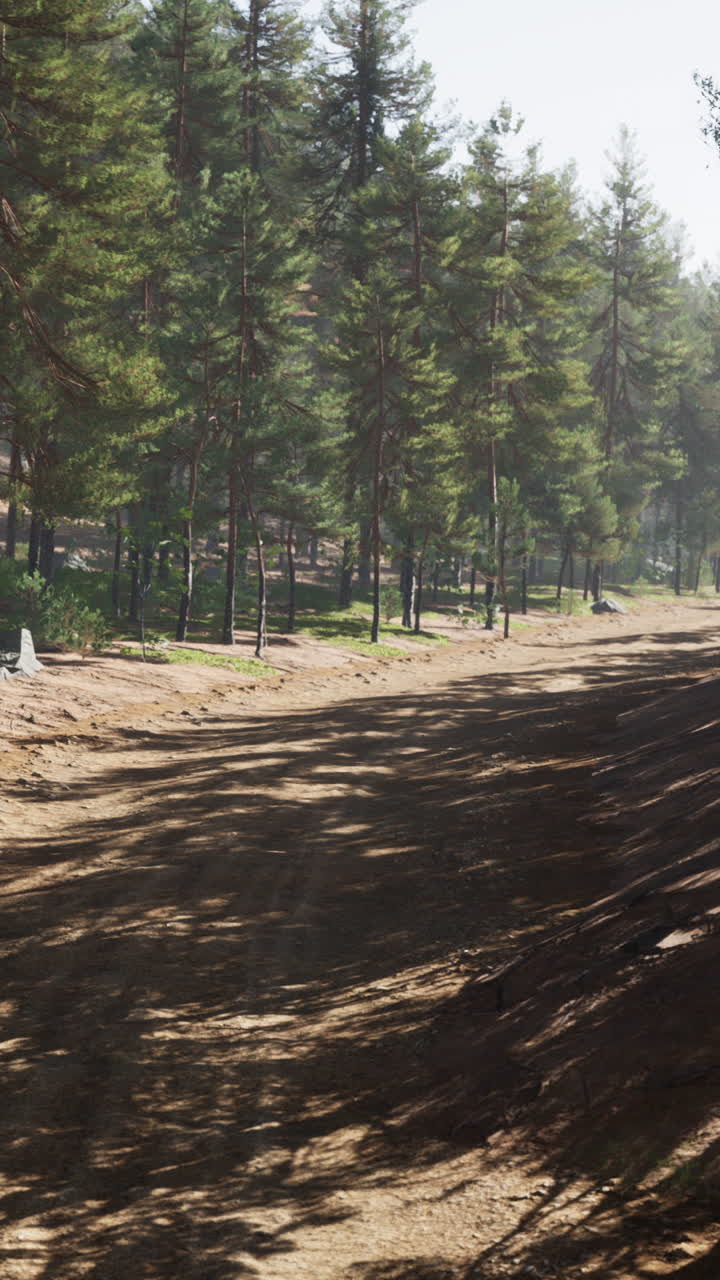 un camino de tierra a través de un bosque de pinos