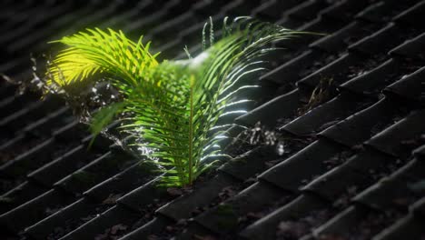 moss and fern on old roof