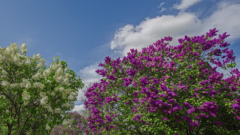 Coloridas-Flores-Moradas-Y-Blancas-En-Pequeños-árboles-Moviéndose