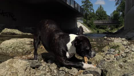 A-Staffie-dog-chewing-a-stick-in-the-water-in-a-stream-by-a-bridge