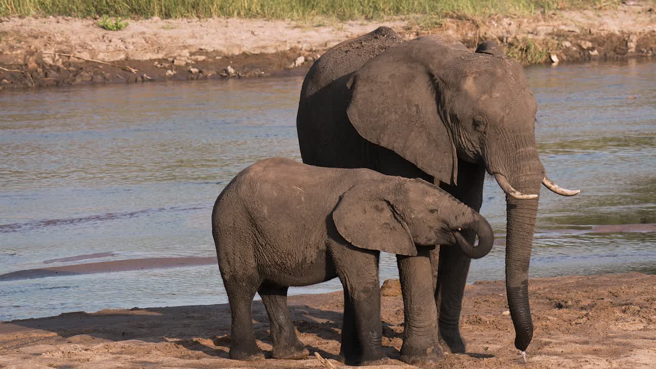 탄자니아 타랑기레 국립공원 에 있는 강 에서 물 을 마시는 코끼리 어머니 와 새끼