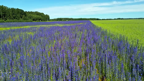 el campo de flores silvestres púrpuras se extiende bajo un cielo soleado, bordeado por árboles verdes