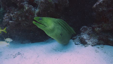 Green-moray-eel-underneath-coral-reef-rocks-opening-mouth-flashing-teeth-in-defense-mode