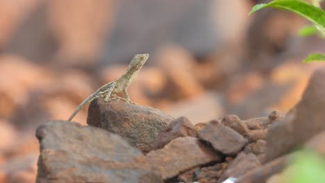 lizard relaxing on rock