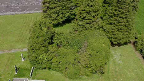 Overgrown-hidden-walls-of-Cargin-Church,-aerial-descend