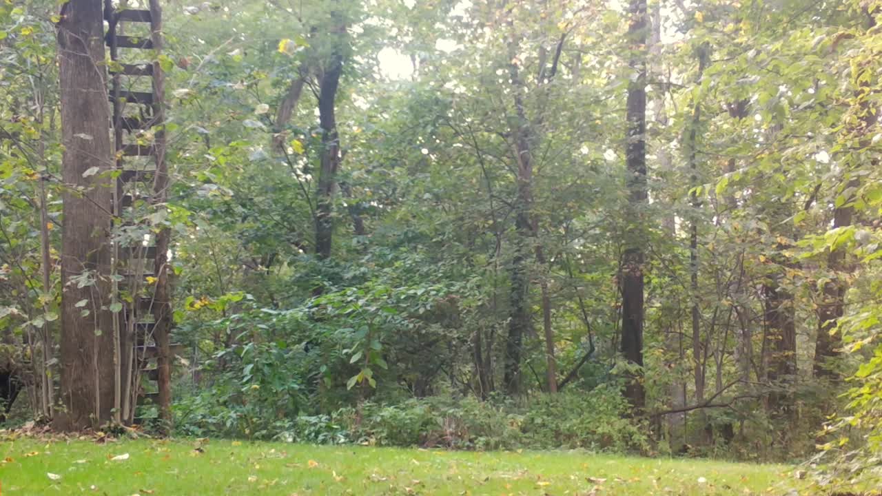 하 리 사 - 가을 초에 중서부의 숲에서 은 곳을 가로질러 달린다