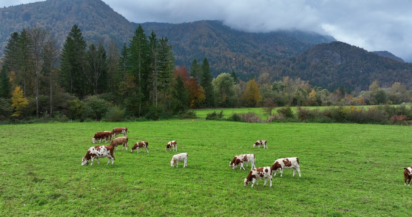 Cattle Grazing On Lush Green Alpine Meadow Surrounded By Forests And Mountains In Bled, Slovenia. wide shot