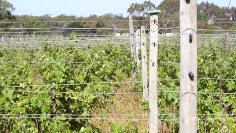 Rural-vineyard---grape-vines-swaying-in-the-breeze
