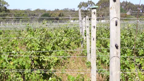 Viñedo-Rural---Vides-De-Uva-Meciéndose-En-La-Brisa