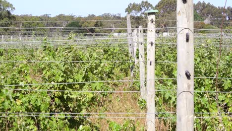 viñedo rural - vides que se balancean en la brisa