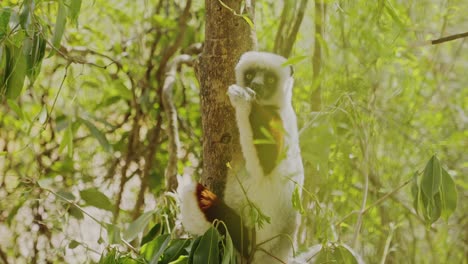 Lemur-Sifaka-Comiendo-Hojas-En-El-árbol