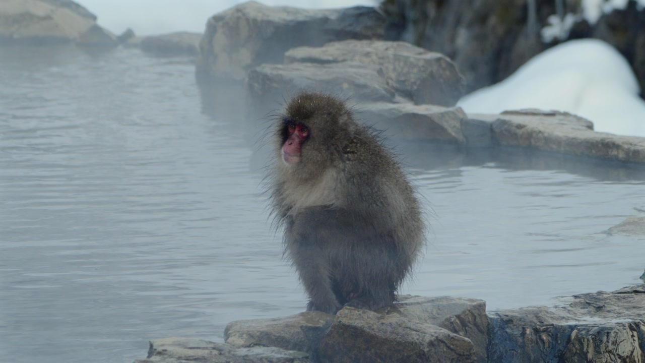Japanese macaque with thick winter fur sits by a hot spring waiting to dry after bathing. Steam and snow highlight adaptation to cold conditions at Jigokudani, Nagano, Japan.