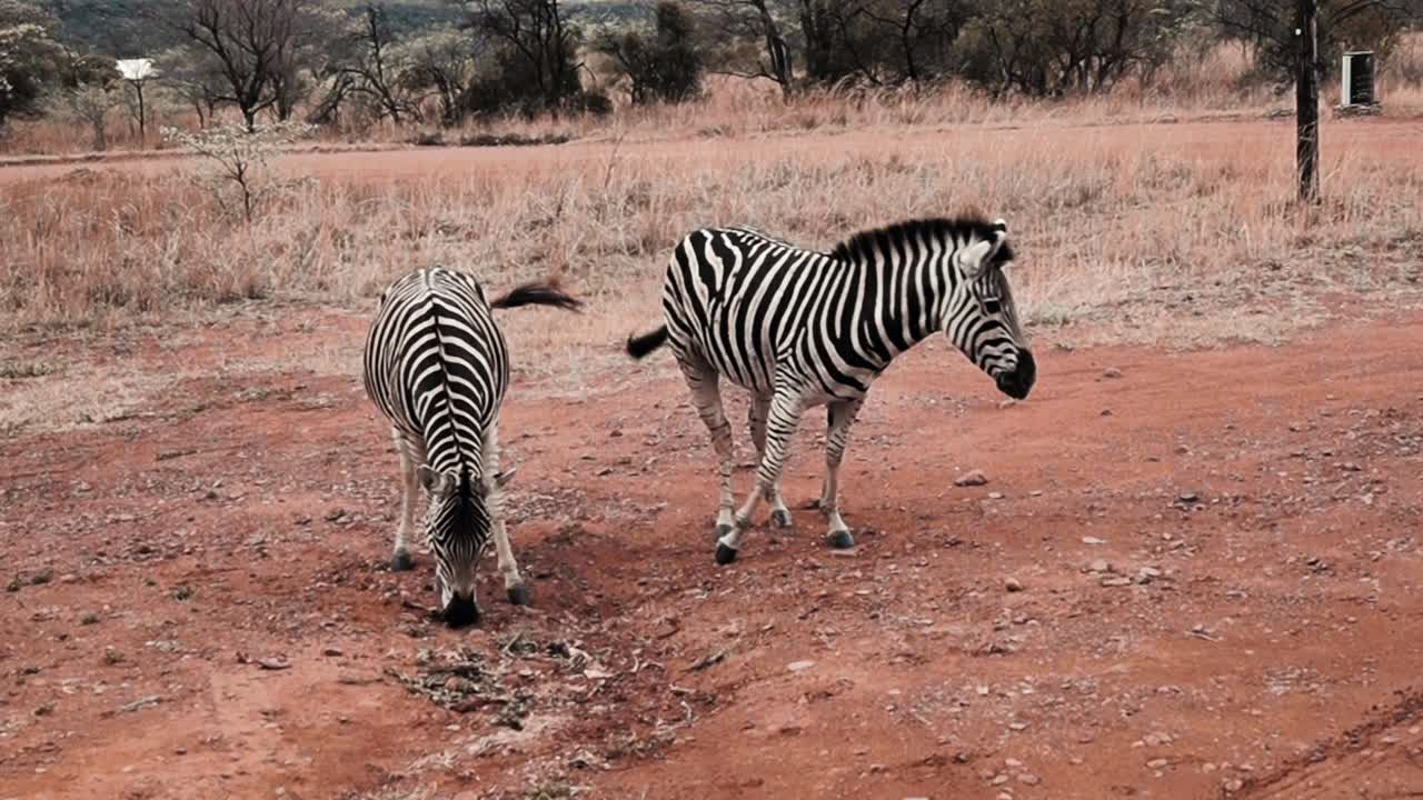 Coppia di zebre nel loro habitat naturale al Parco Safari del Sudafrica.