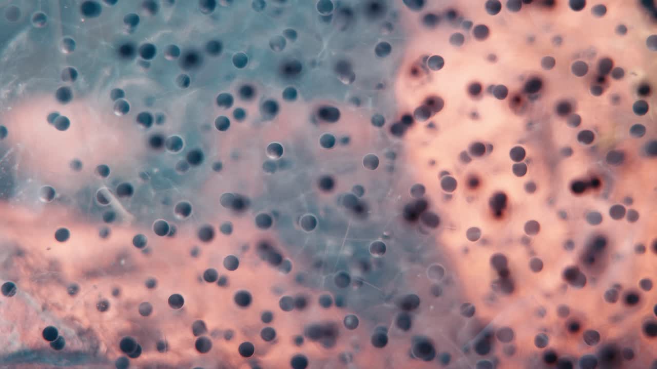 Primo piano estremo di uova di rana che ondeggiano dolcemente nell'acqua, mostrando embrioni neri in via di sviluppo all'interno di sfere gelatinose trasparenti su un substrato rosato