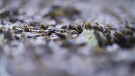 Primer-Plano-De-Un-Enjambre-De-Abejas-En-La-Colmena